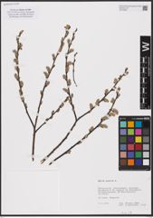 Foto von Salix aurita L.